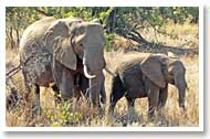 Elefanter Krugerparken Sydafrika Emosa Fairtrade Resor
